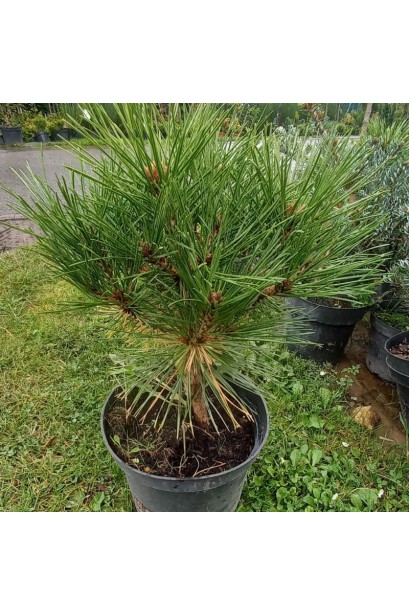 Сосна чорна / австрійська Глобоза на штамбі